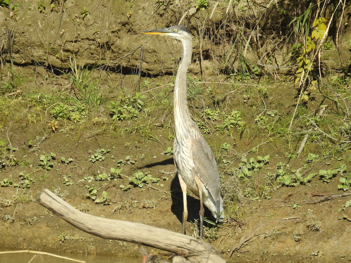 Great Blue Heron - ML489739181