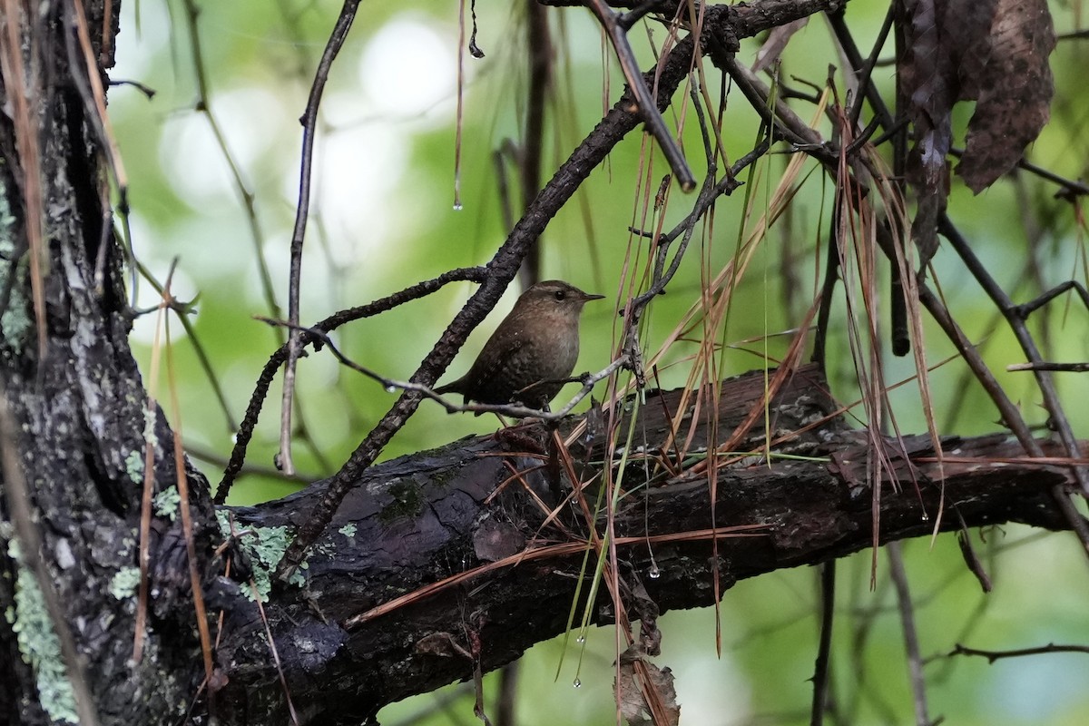 Winter Wren - ML489740321