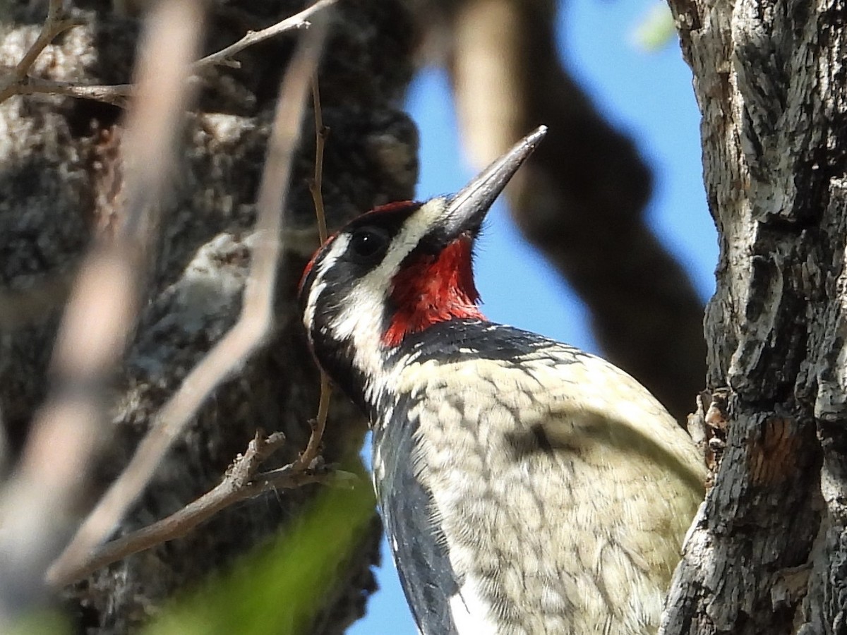 Red-naped Sapsucker - ML489740691