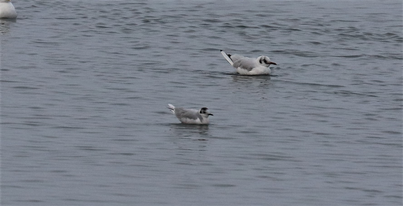 Little Gull - ML489741071