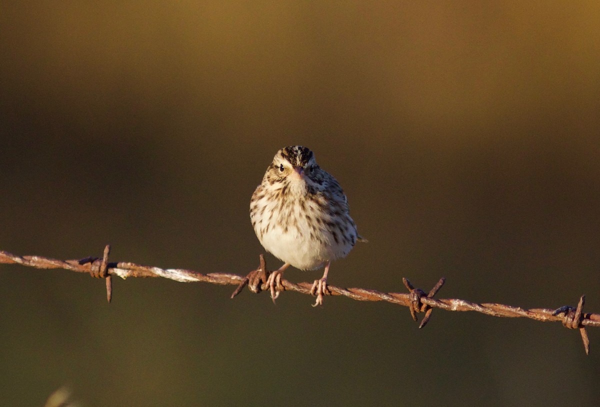 Savannah Sparrow - ML489741191