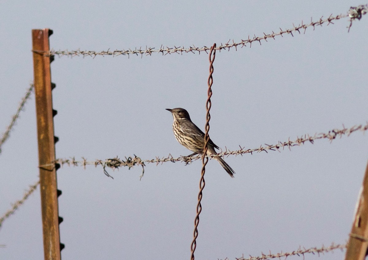 Sage Thrasher - Nora Papian