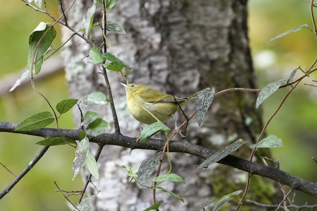 Tennessee Warbler - ML489742271