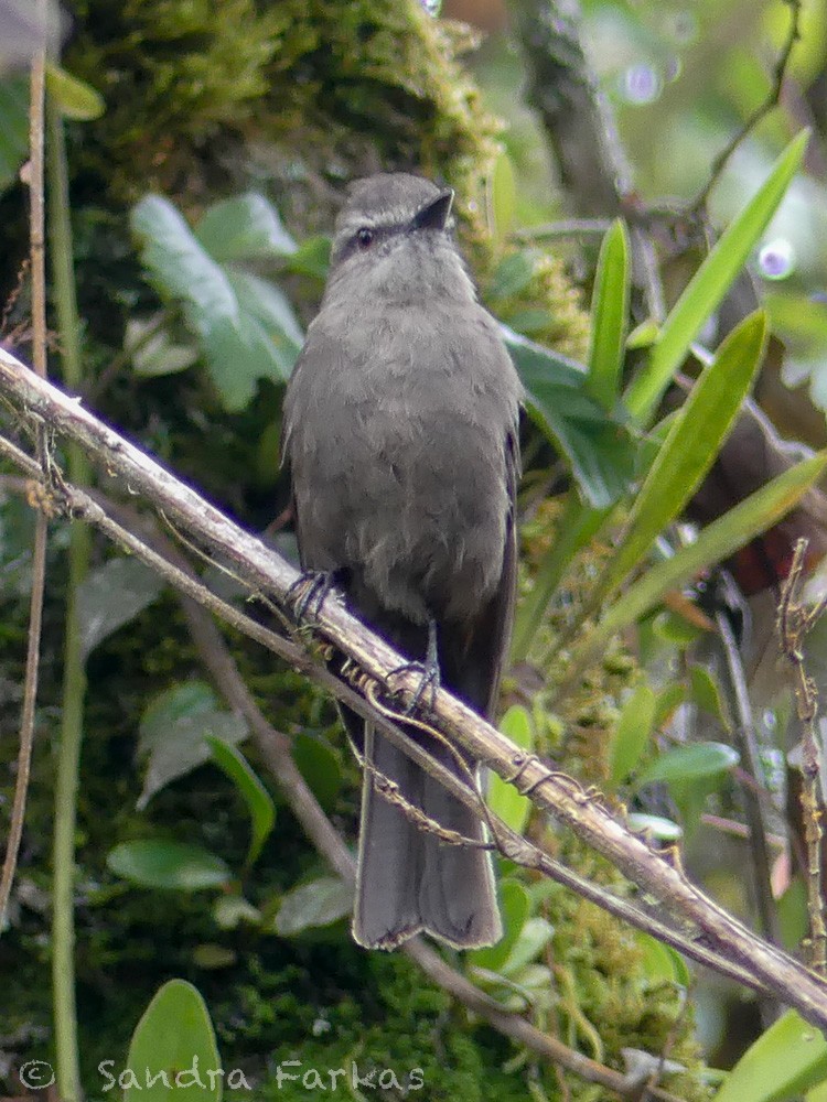 Smoky Bush-Tyrant - ML489742631