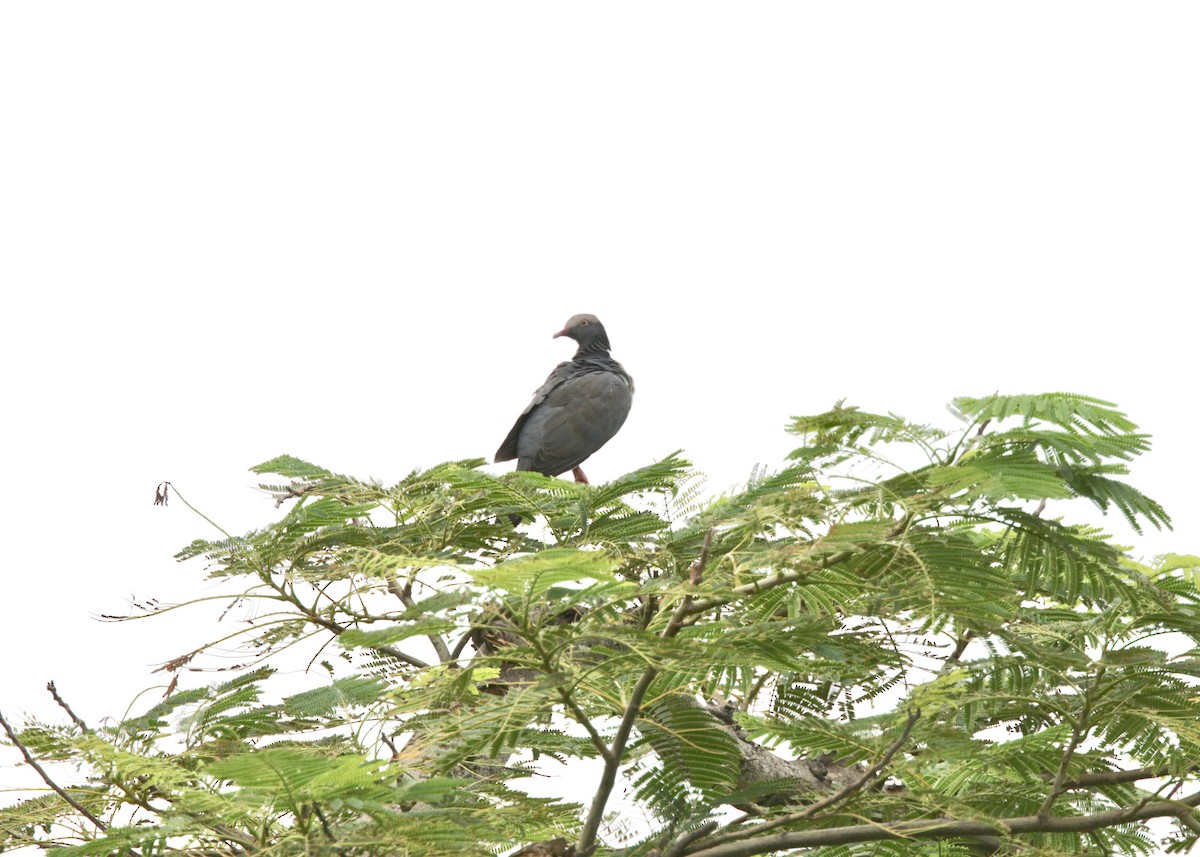 White-crowned Pigeon - ML489743371