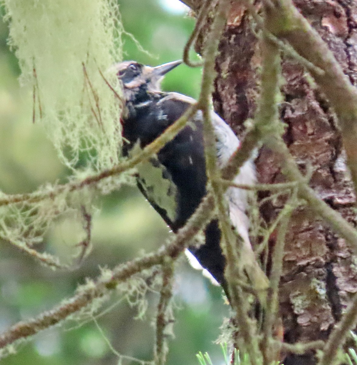 Hairy Woodpecker - ML489745521