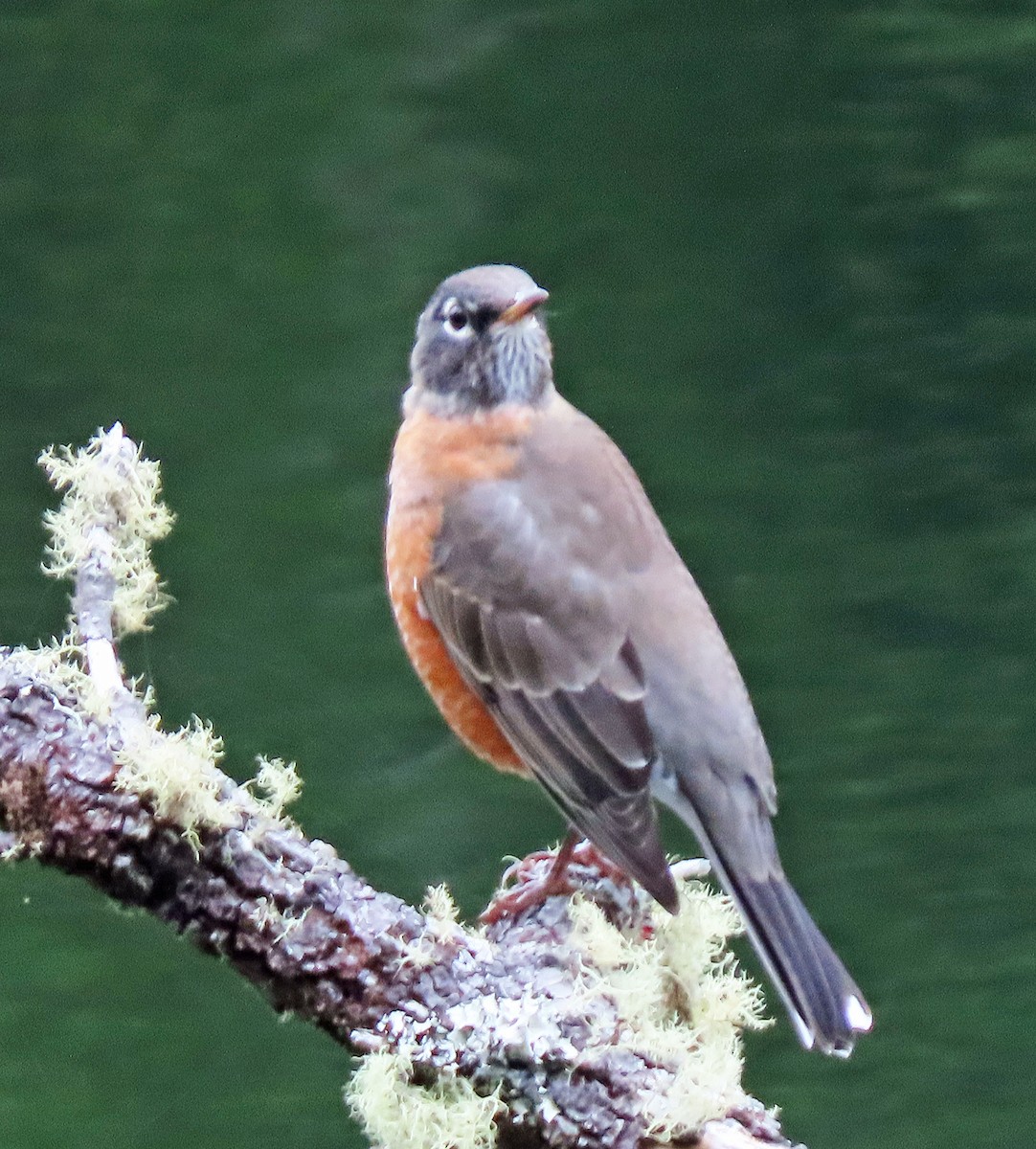 American Robin - ML489745711