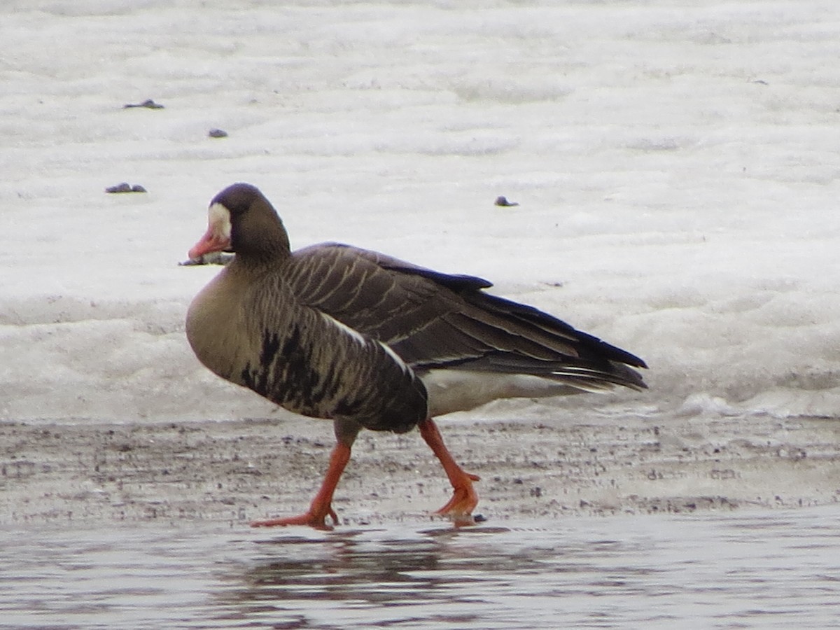 Greater White-fronted Goose - ML48974651