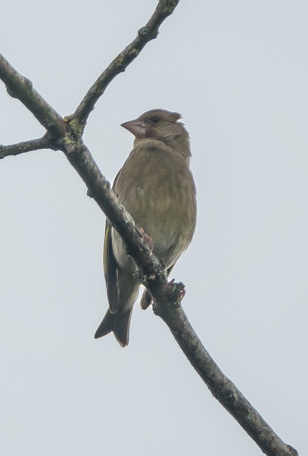 European Greenfinch - ML489748501