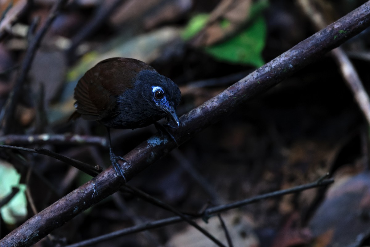 Chestnut-backed Antbird - ML489749301