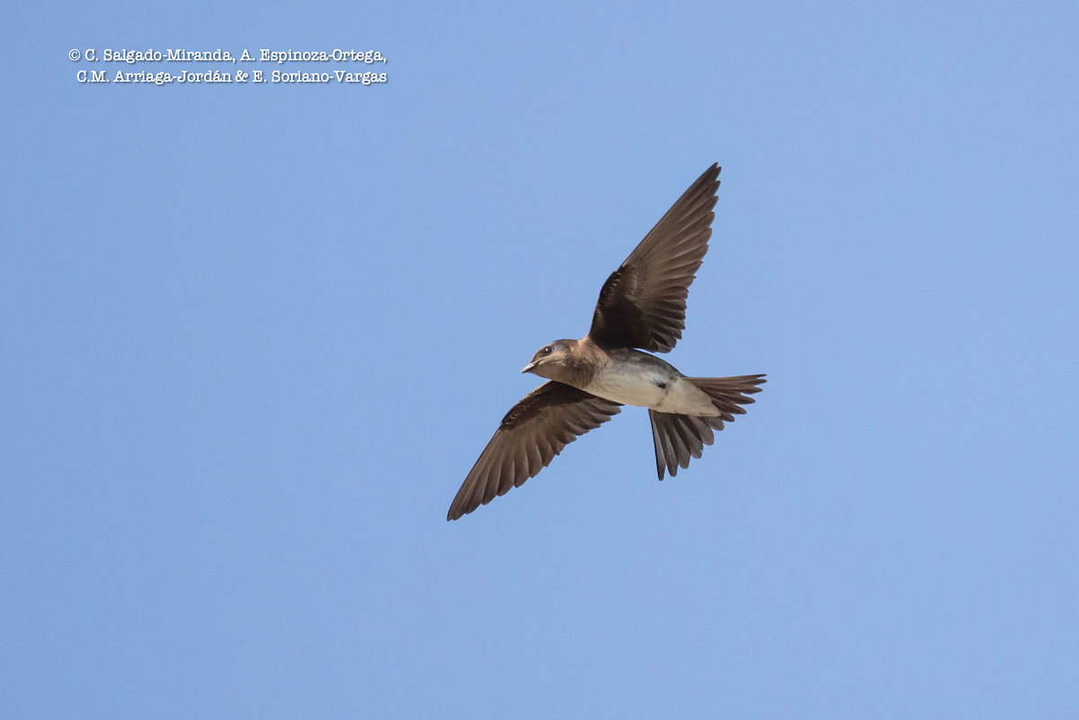 Cuban Martin - C. Salgado-Miranda & E. Soriano-Vargas