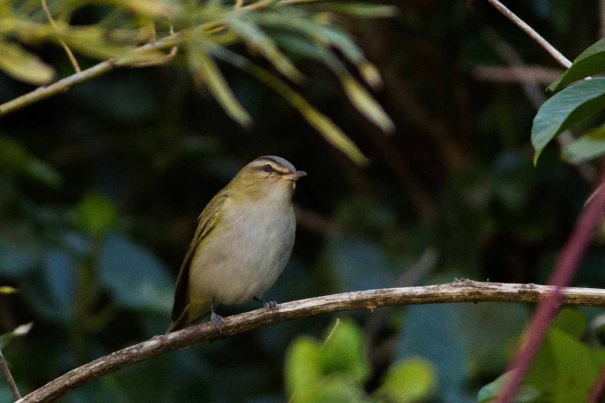 Vireo Ojirrojo - ML489750181