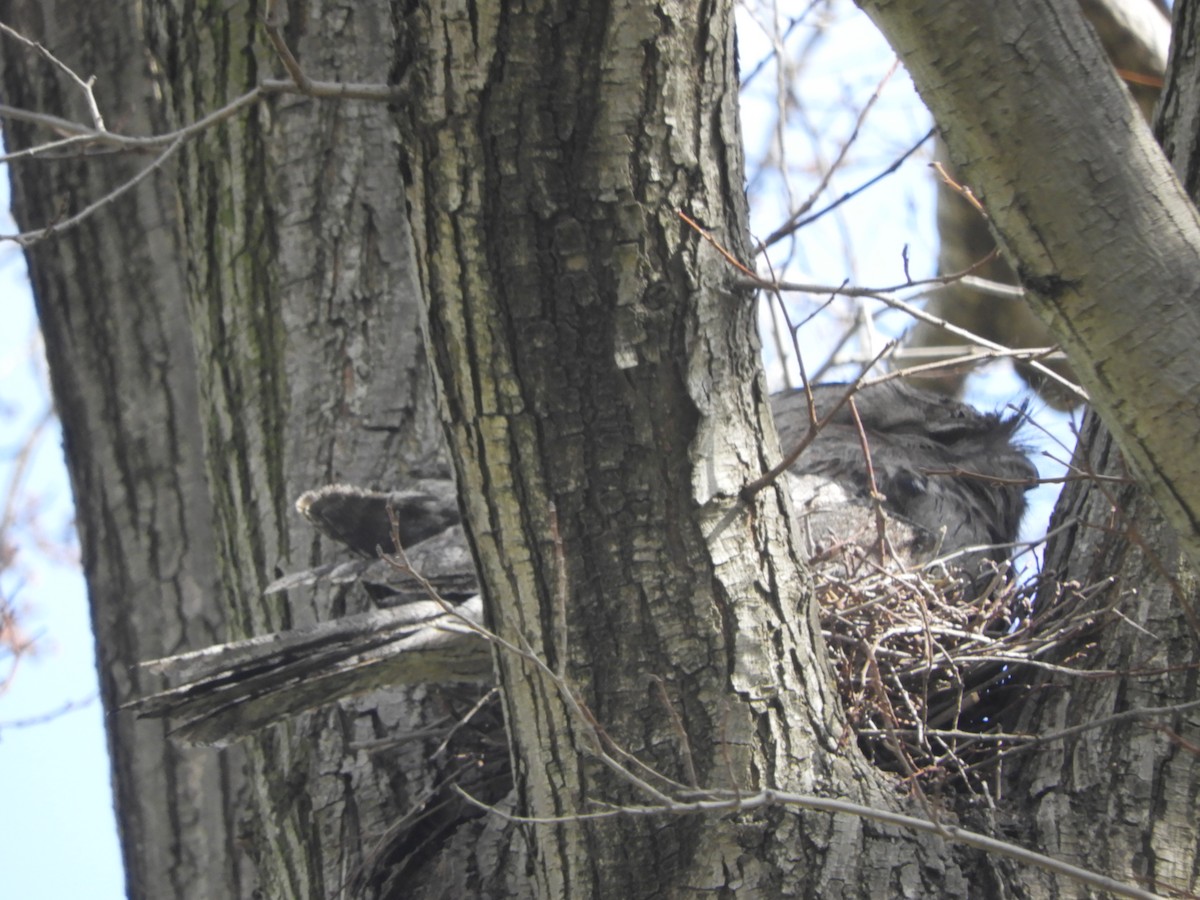 Tawny Frogmouth - ML489750481