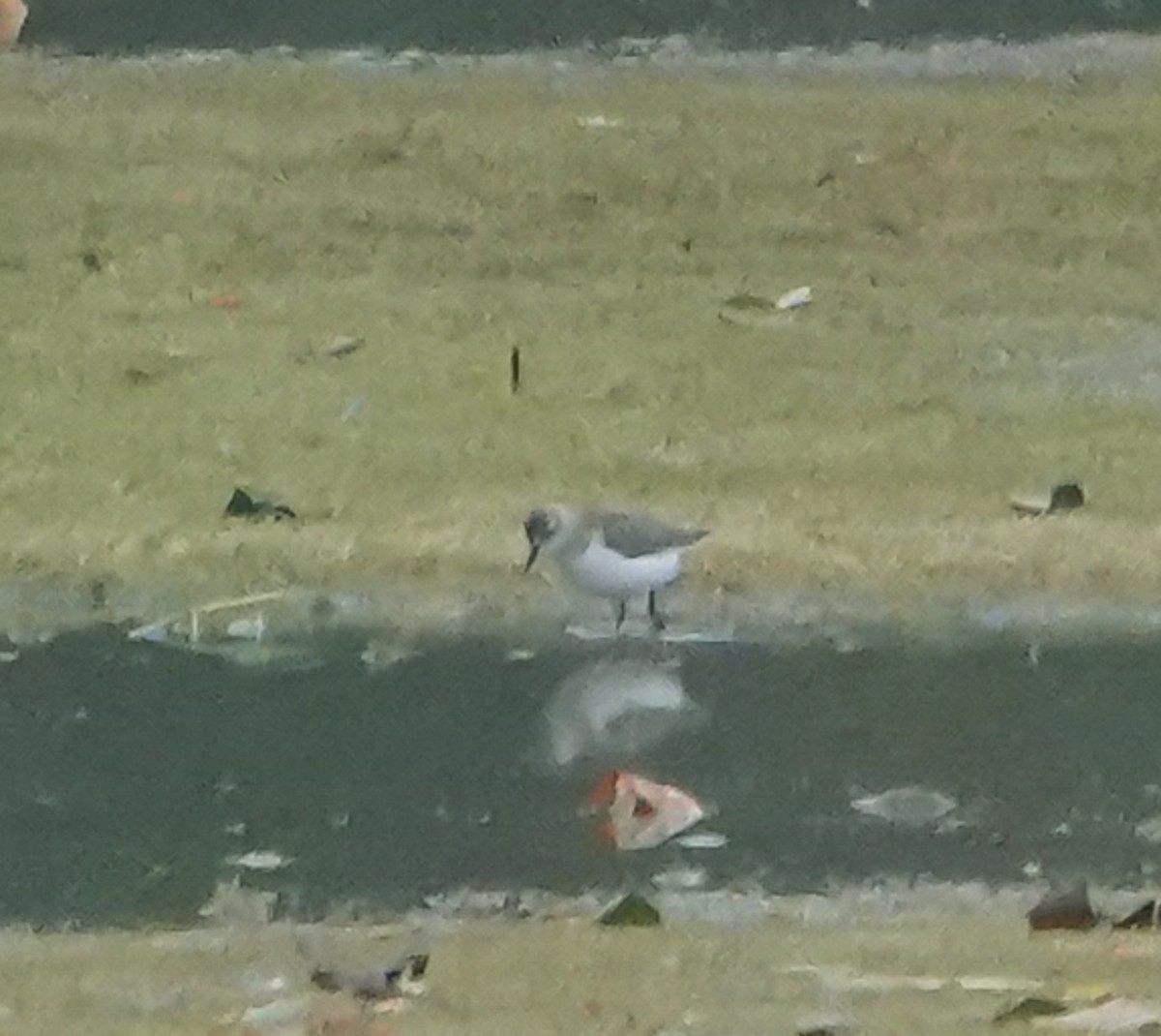 tanımsız küçük kumkuşu (Calidris sp.) - ML489753341