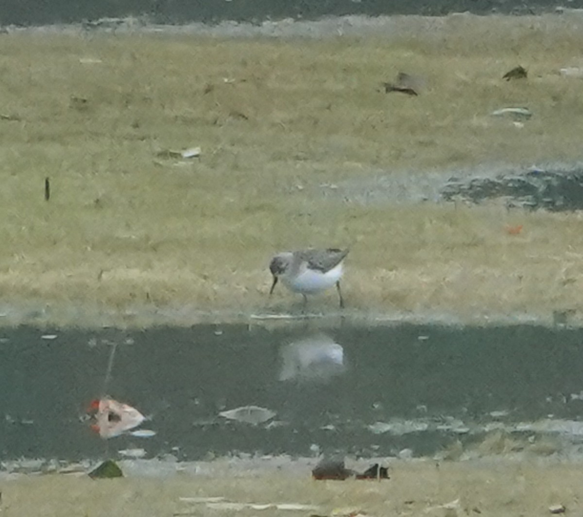 Calidris sp. (petit bécasseau sp.) - ML489753361