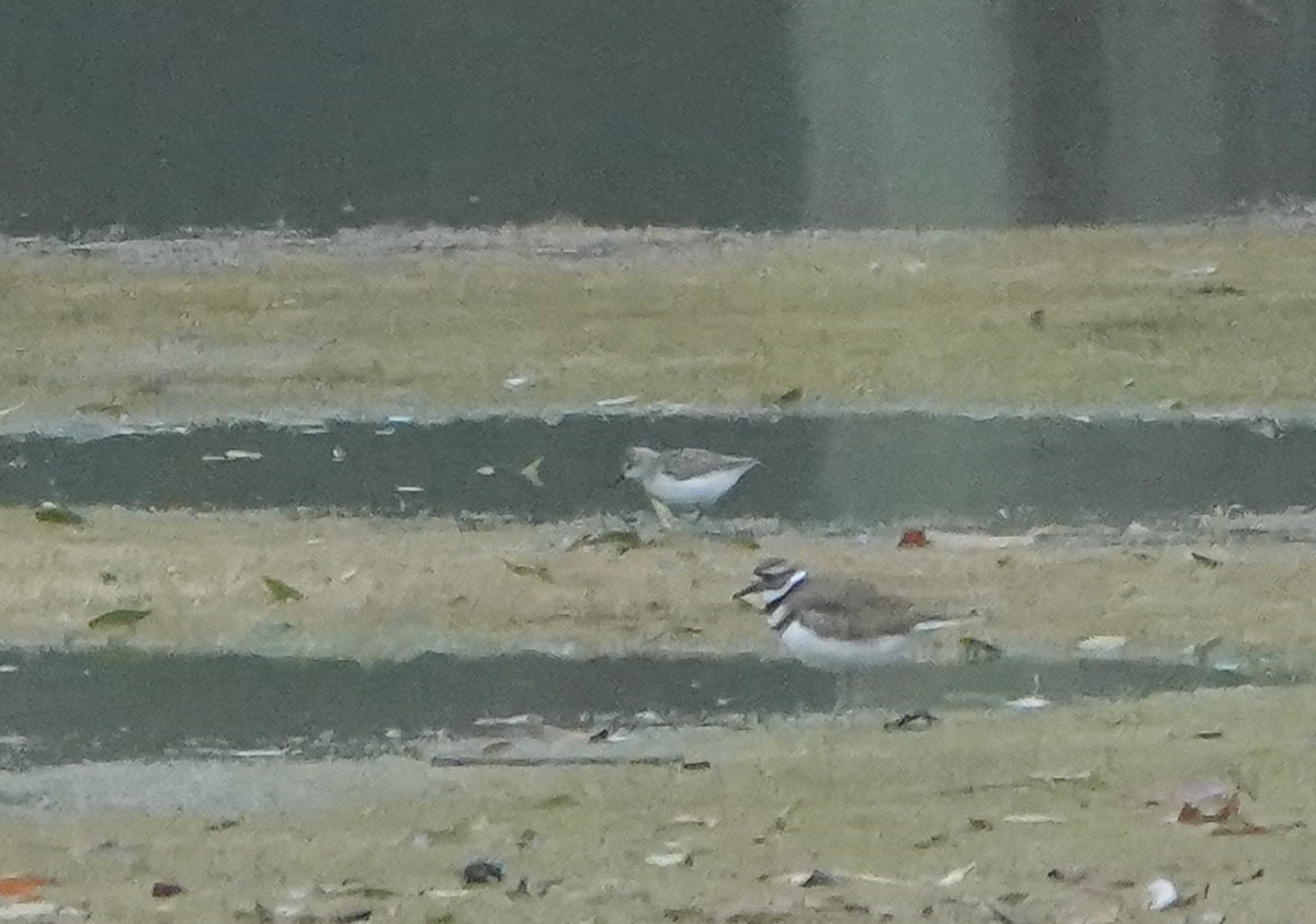 tanımsız küçük kumkuşu (Calidris sp.) - ML489753371