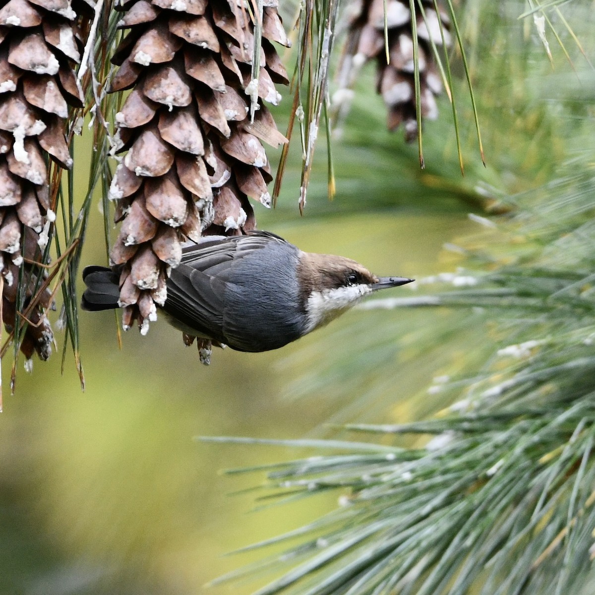 Brown-headed Nuthatch - Claudia Nielson