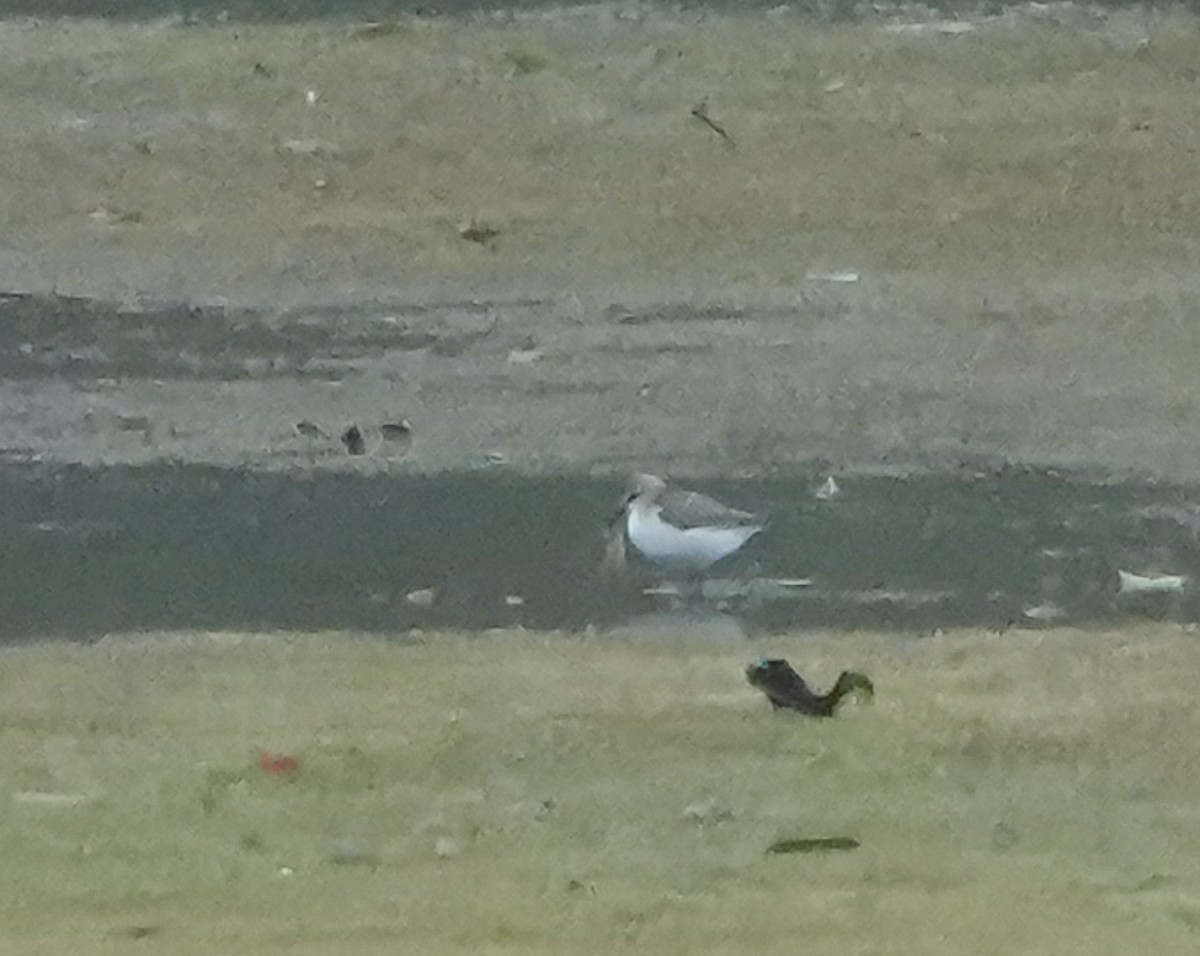 tanımsız küçük kumkuşu (Calidris sp.) - ML489753491