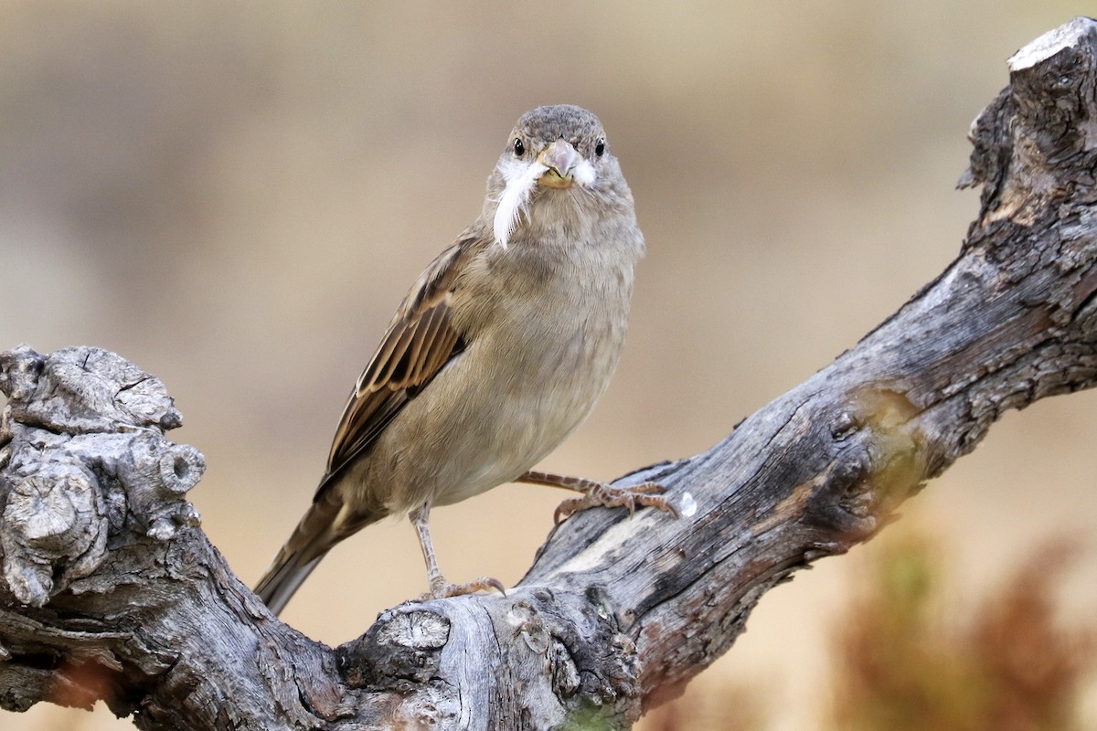 Moineau domestique - ML489754301