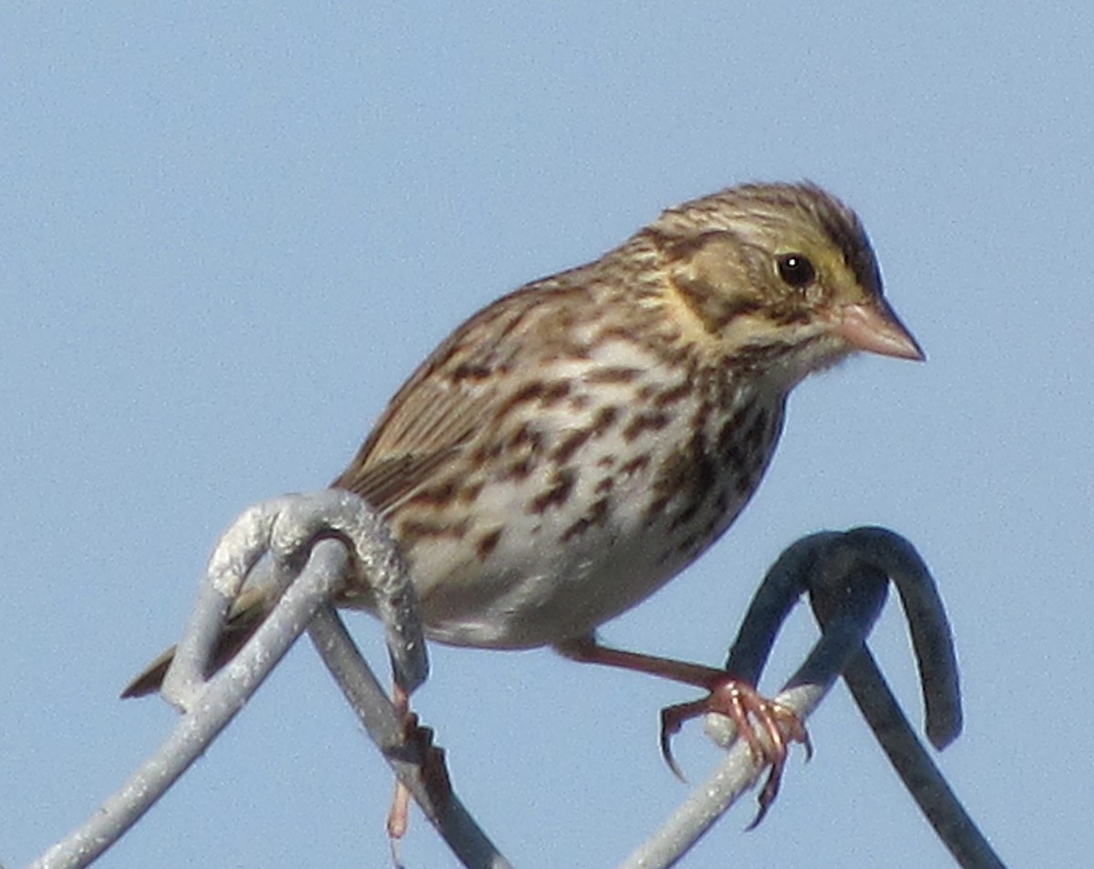 Savannah Sparrow - ML48975591