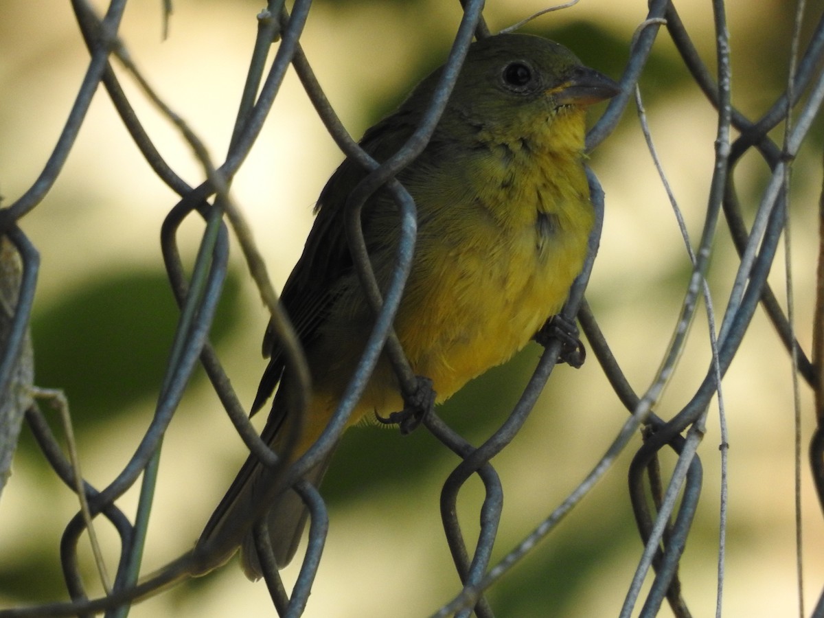 Painted Bunting - ML489755911