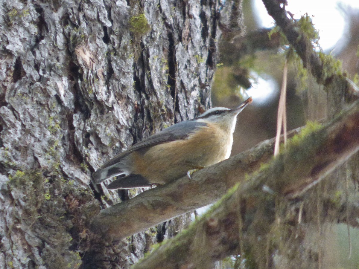 Red-breasted Nuthatch - ML48975631