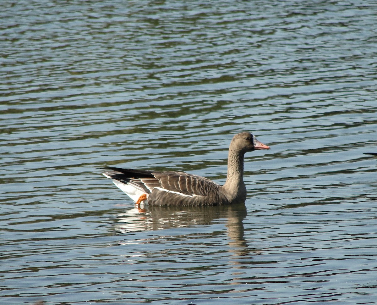 Greater White-fronted Goose - ML489756641