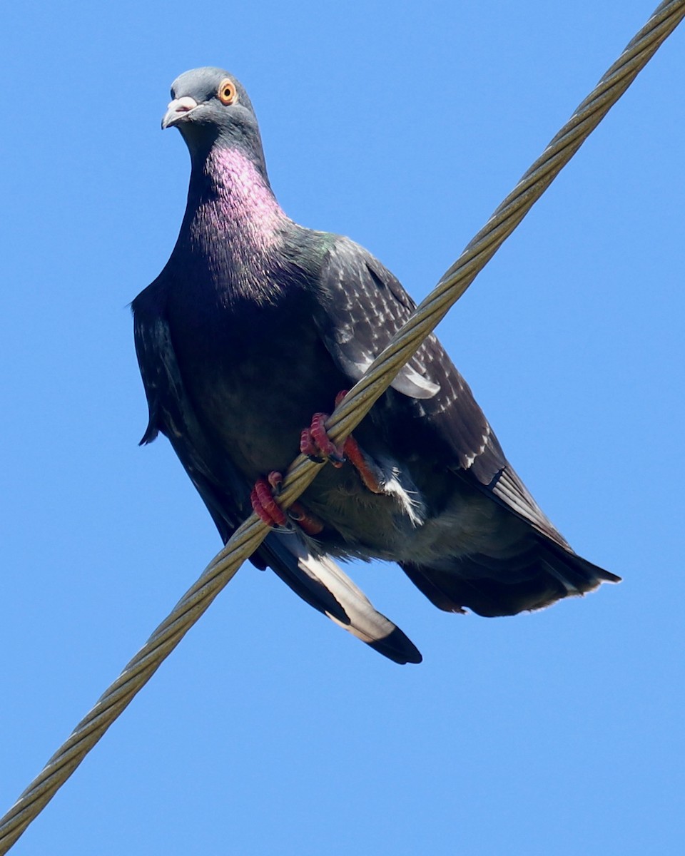 Rock Pigeon (Feral Pigeon) - ML489757561