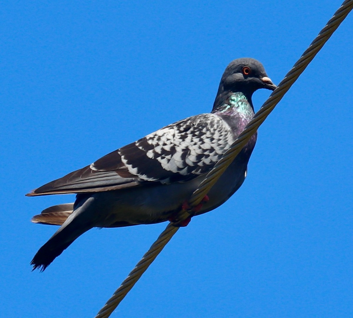 Rock Pigeon (Feral Pigeon) - ML489757571