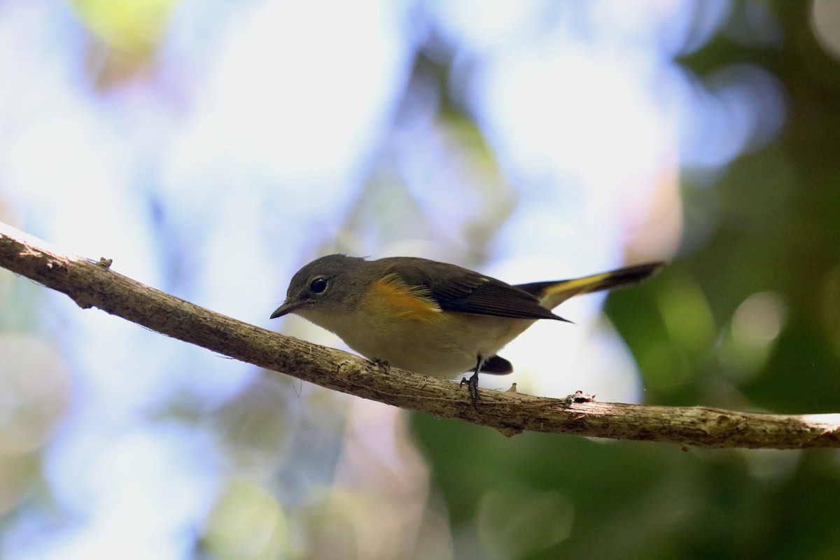 American Redstart - ML489757721