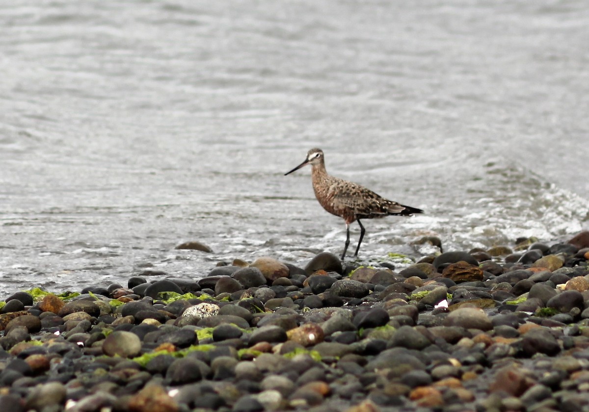 Hudsonian Godwit - Chloe Marshall
