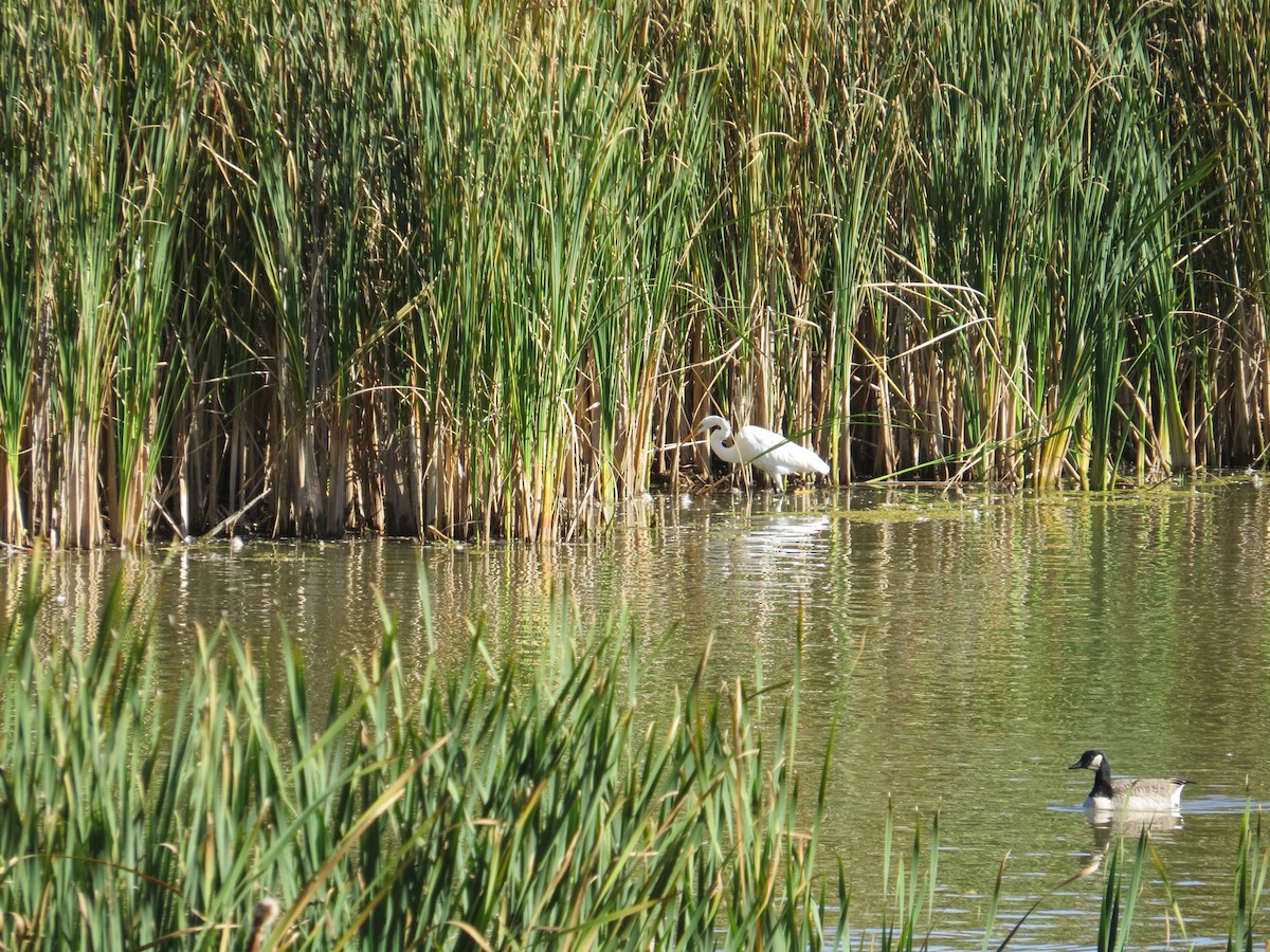 Great Egret - George Tuck