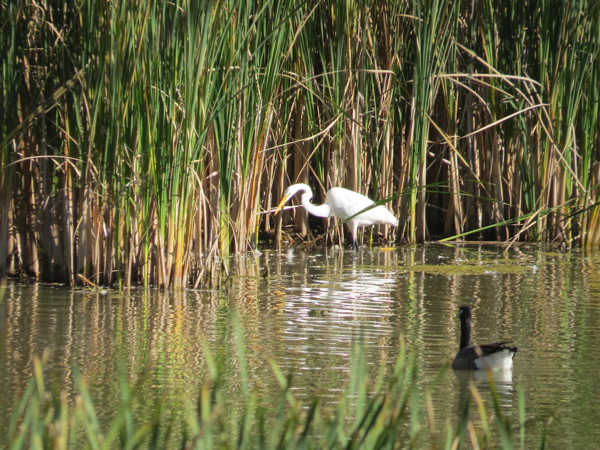 Great Egret - ML489758411