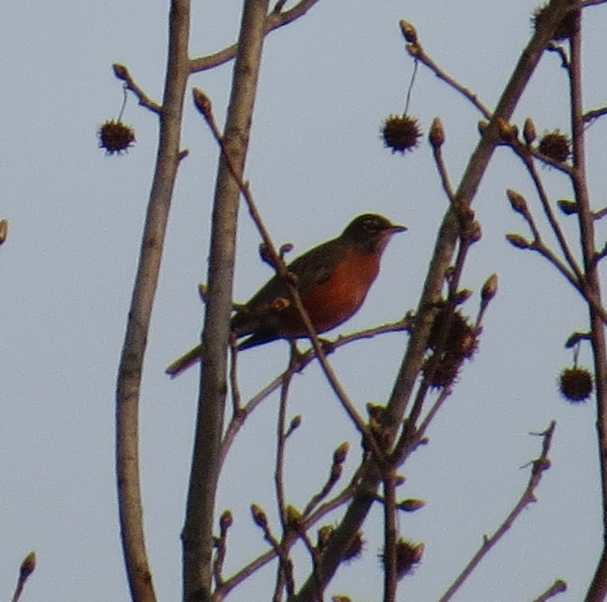 American Robin - ML48975971