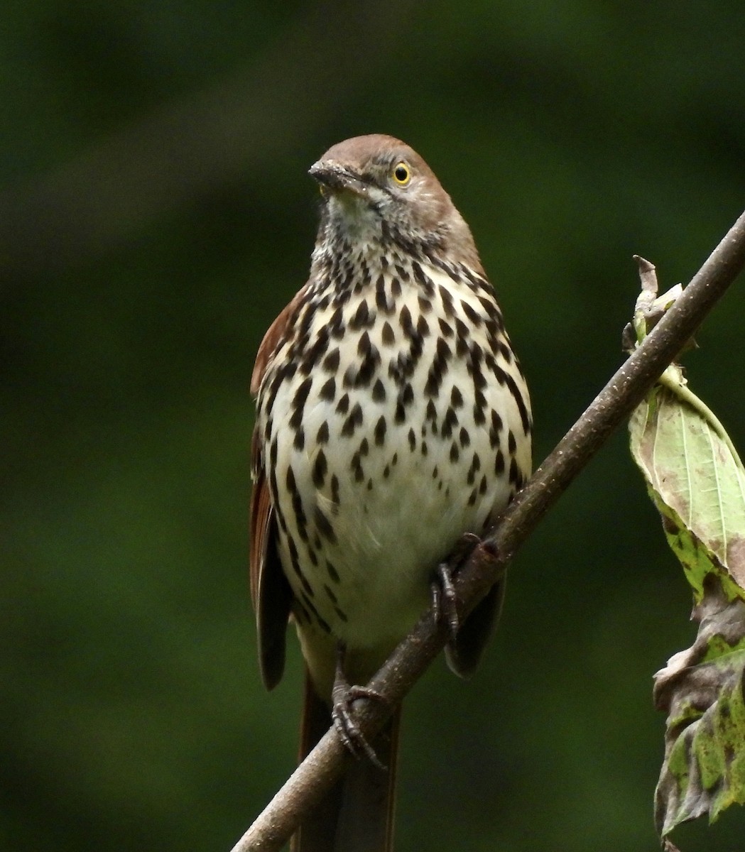 Brown Thrasher - ML489762611