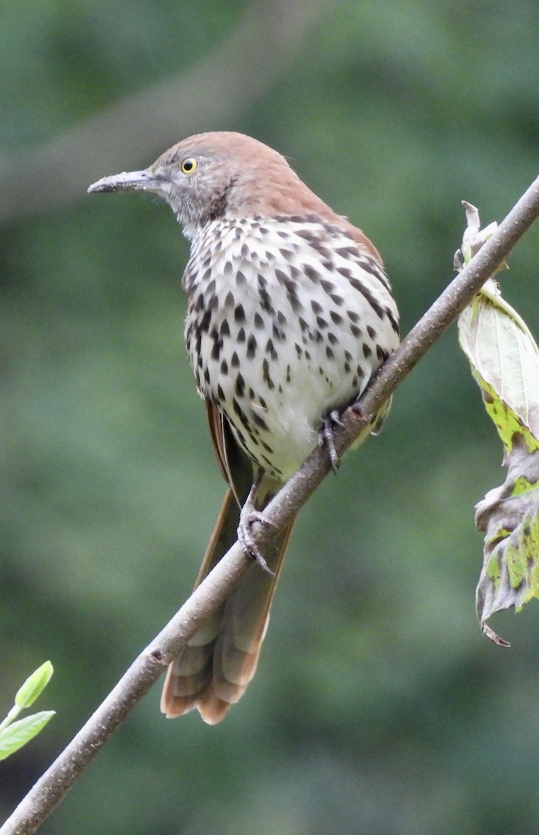 Brown Thrasher - ML489762621