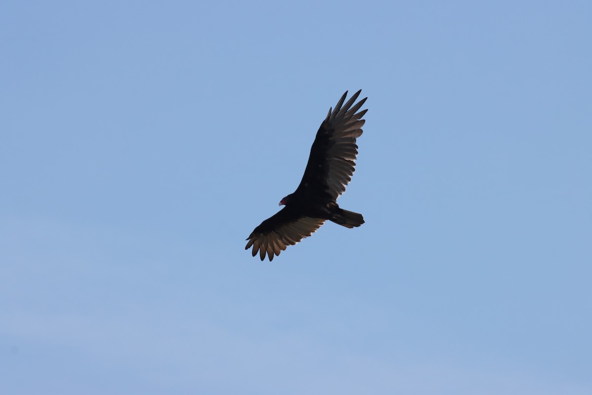 Turkey Vulture - ML489763371