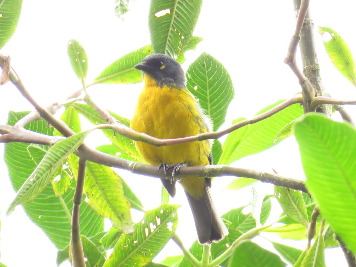 Lacrimose Mountain Tanager - ML489764401