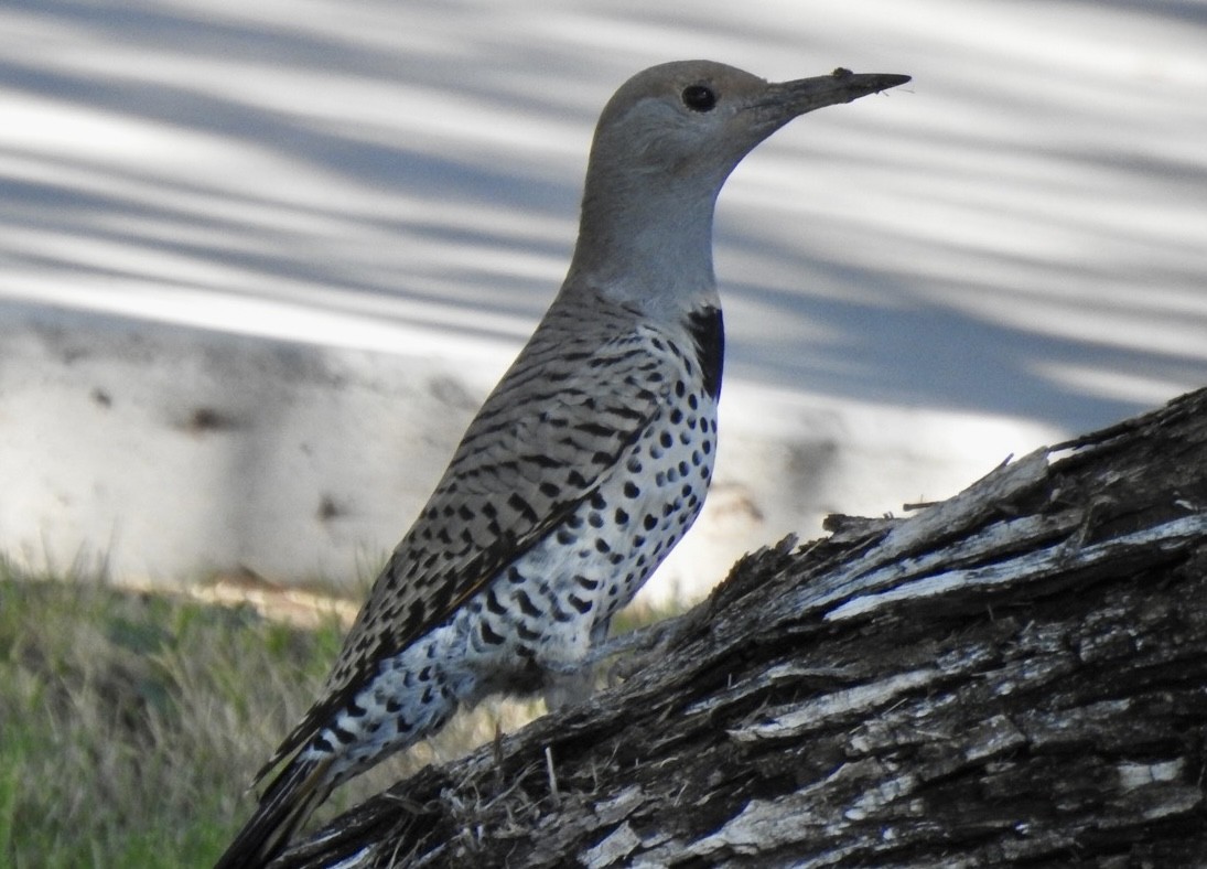 Gilded Flicker - ML489764841