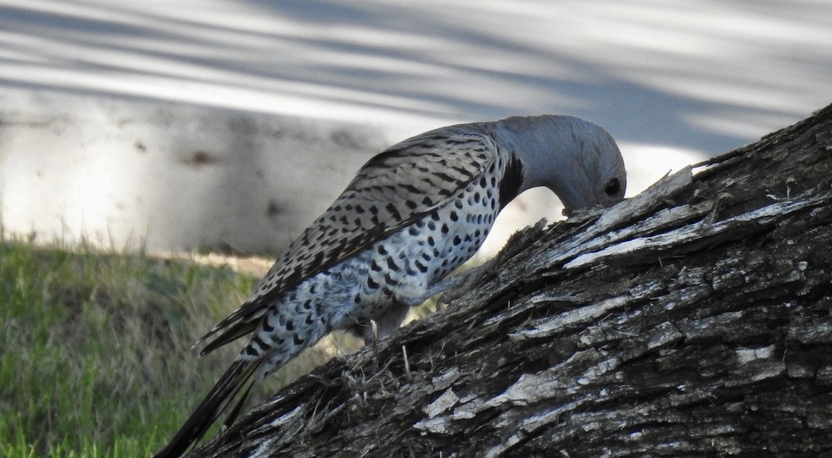 Gilded Flicker - ML489764851