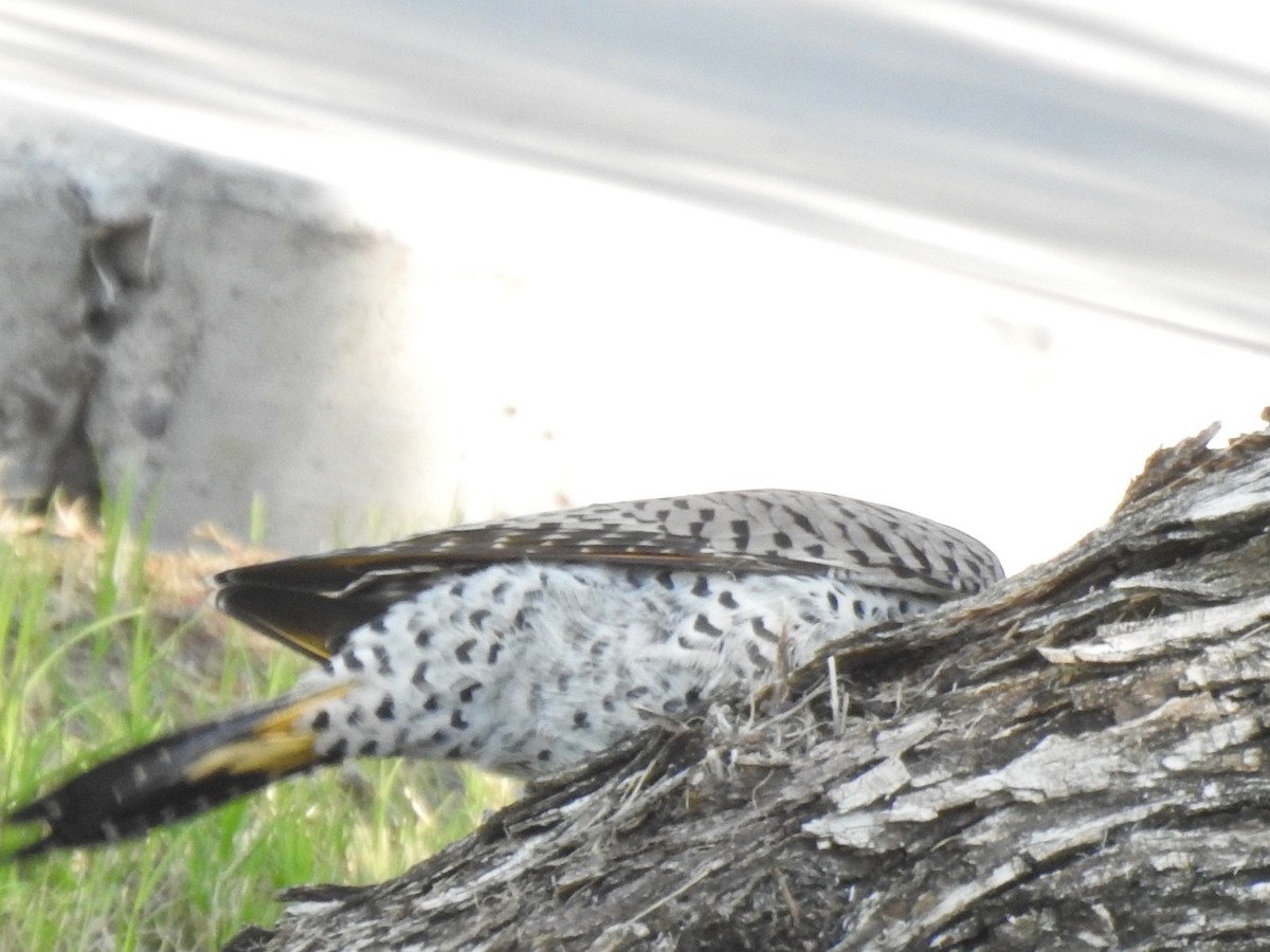 Gilded Flicker - ML489764861