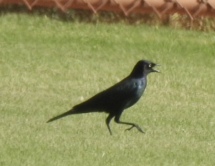 Brewer's Blackbird - ML489764941