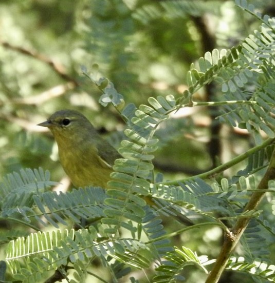 Orange-crowned Warbler - ML489765061