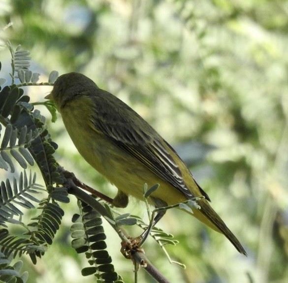 Yellow Warbler - Brian Ison
