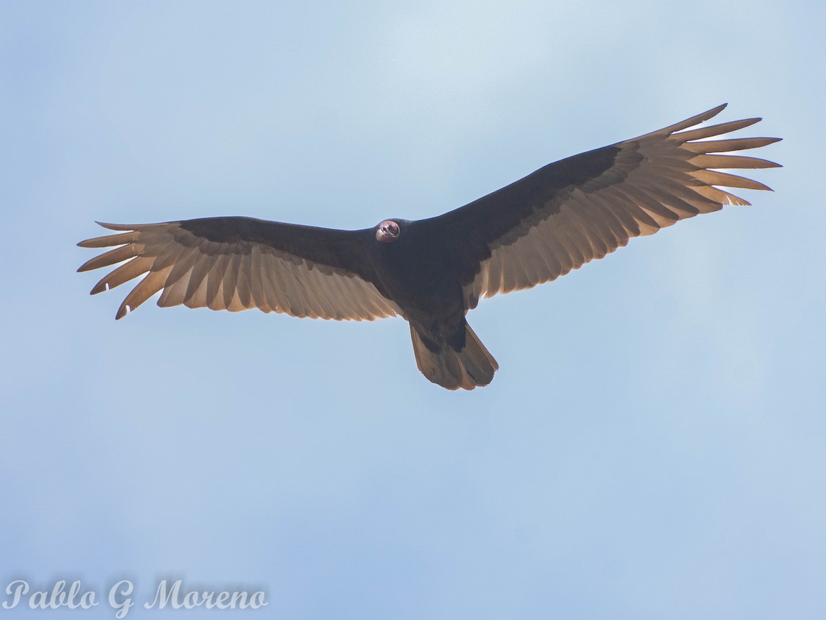 Turkey Vulture - Pablo Moreno