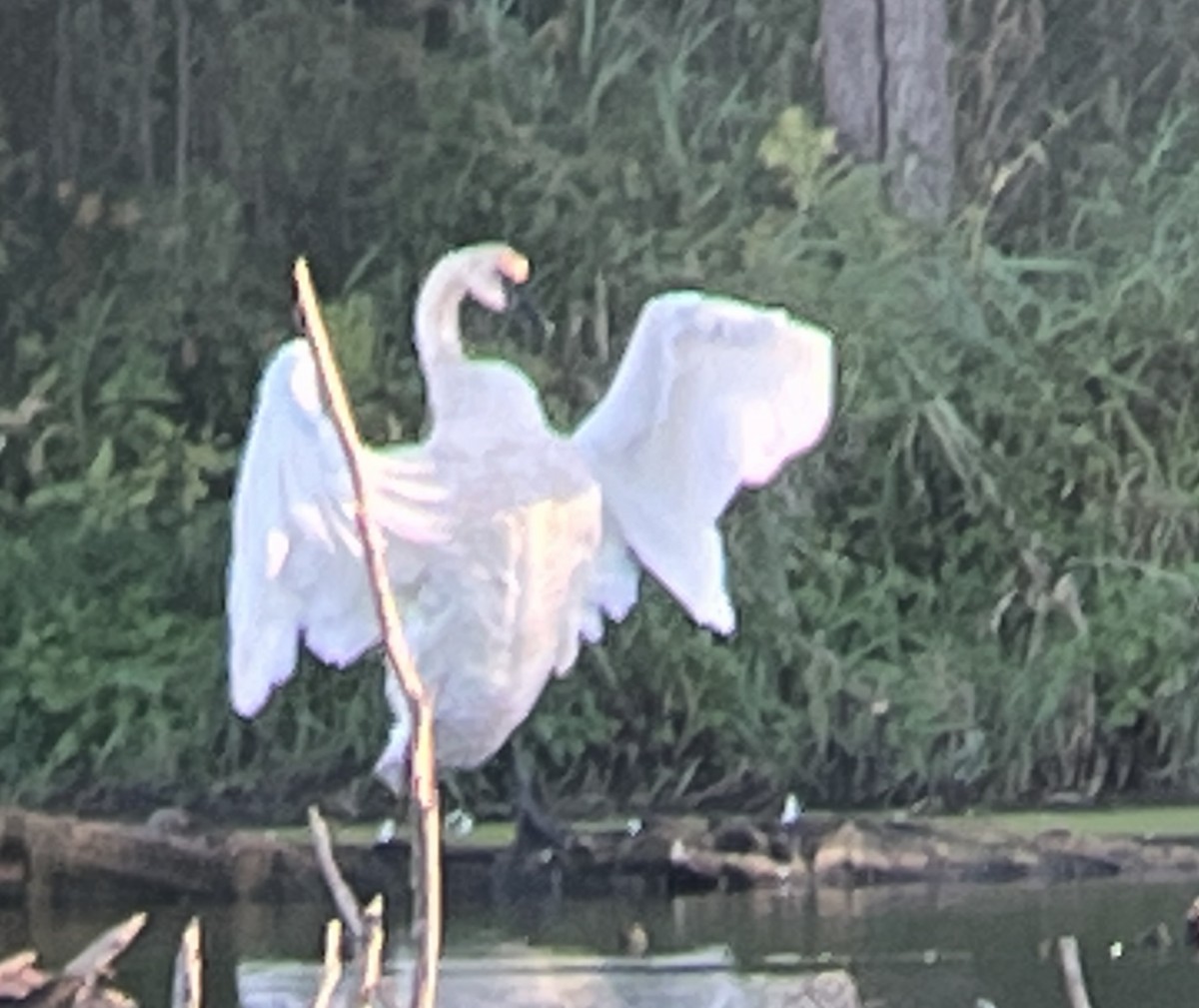 Trumpeter Swan - ML489765831