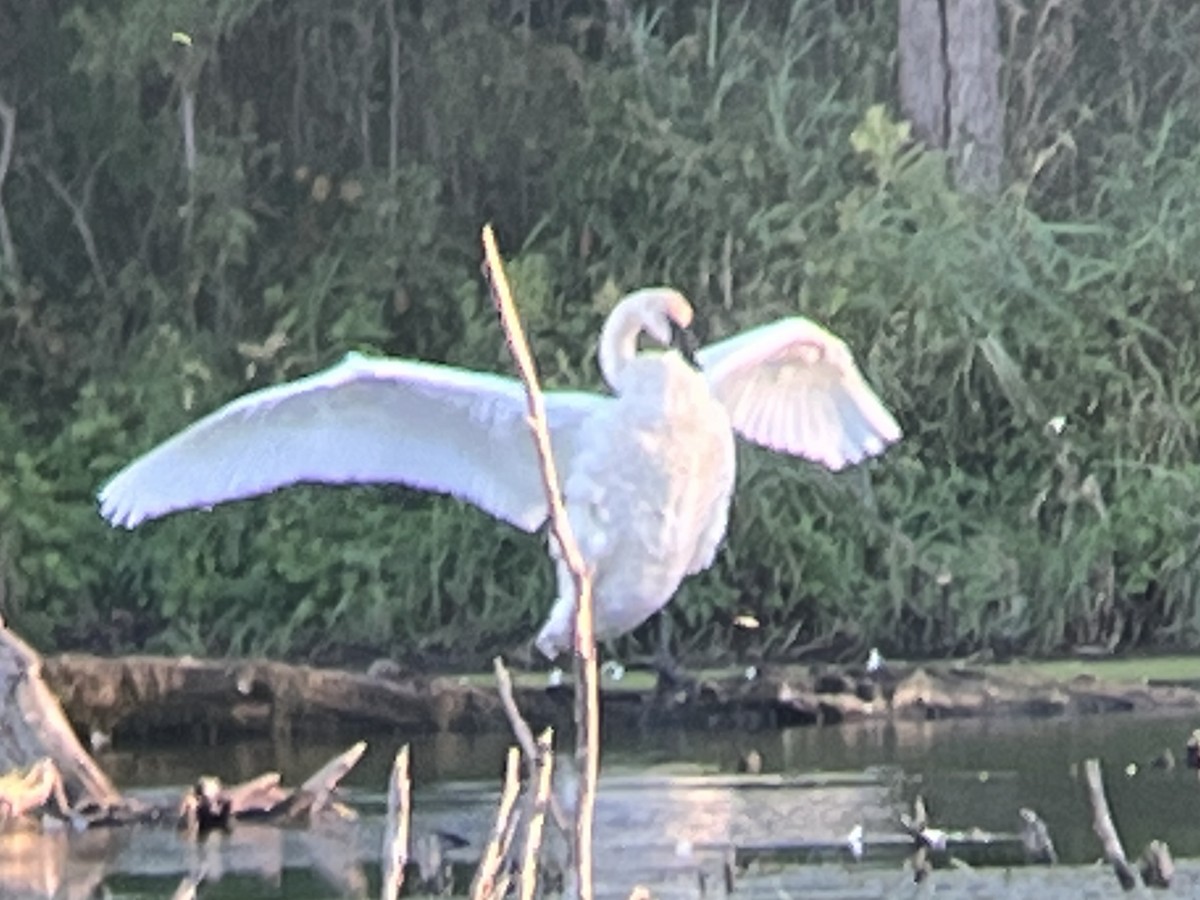 Trumpeter Swan - ML489765841