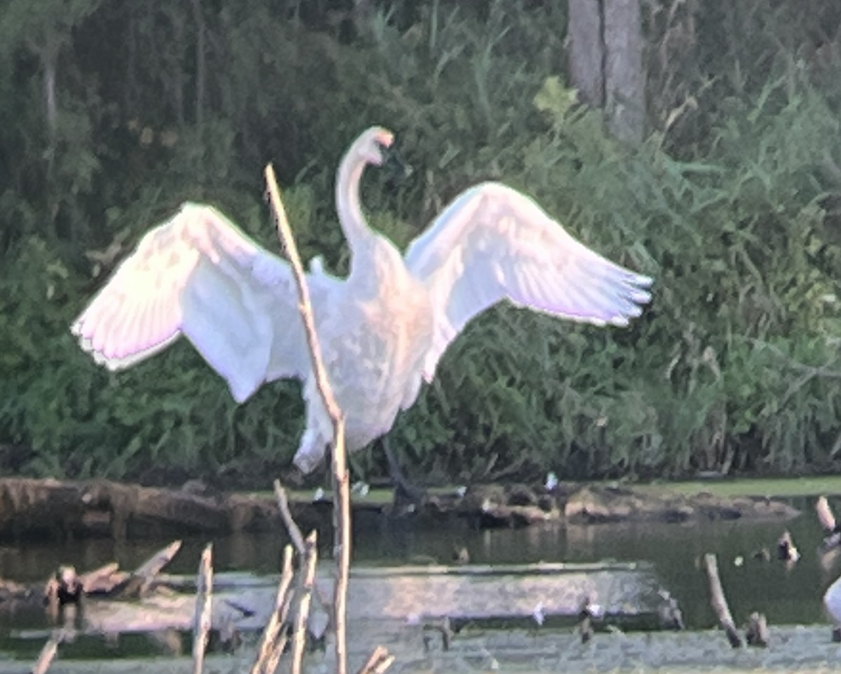 Trumpeter Swan - ML489765851