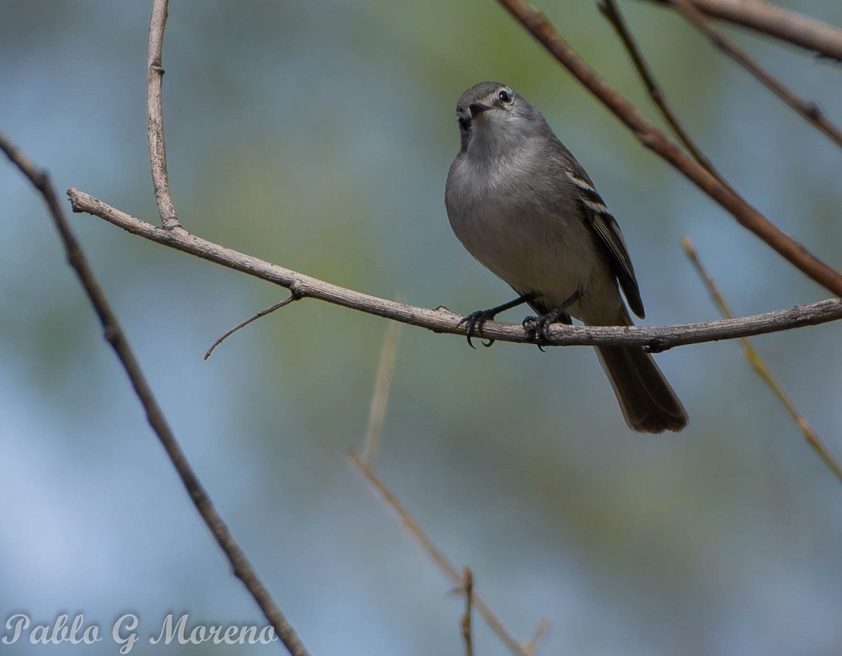 White-crested Tyrannulet (White-bellied) - ML489766341