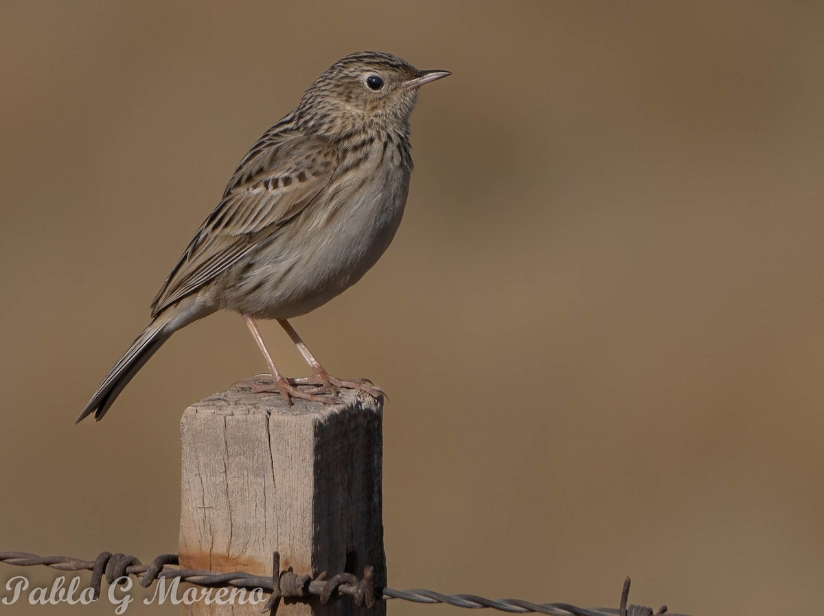 Hellmayr's Pipit - Pablo Moreno